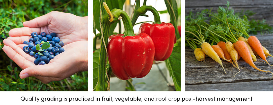 Quality Gardening Food Quality