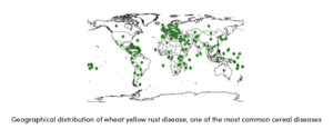 Cereal Diseases