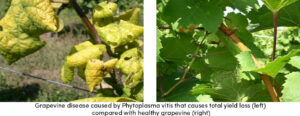 Grapevine