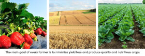 Minimize Yield Loss