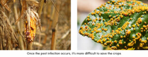 Pest Infection