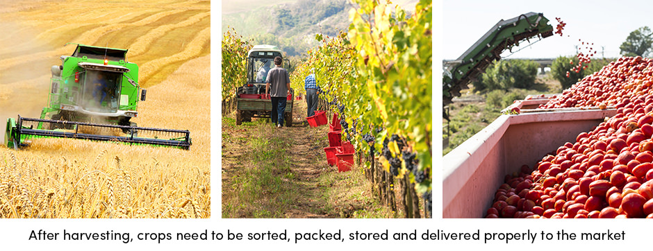 Crop Packaging Process