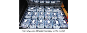 Packed blueberries