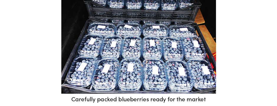 Packed blueberries