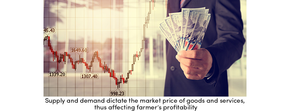 Supply Demand Market