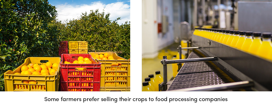 Selling crops to food processing companies