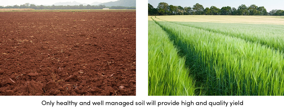 Healthy Soil