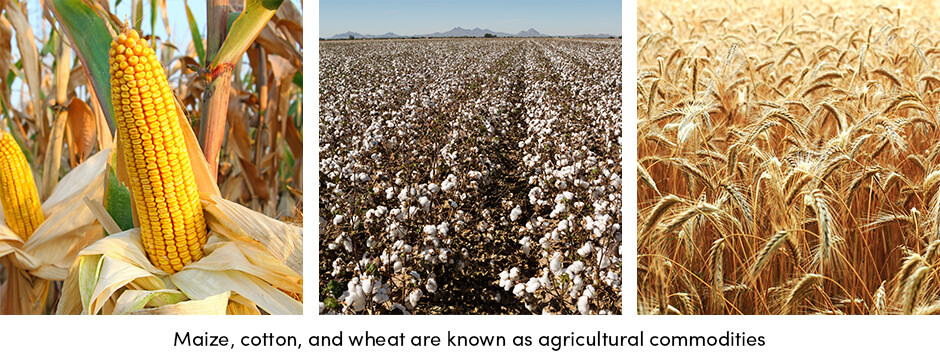 Maize Cotton Weath
