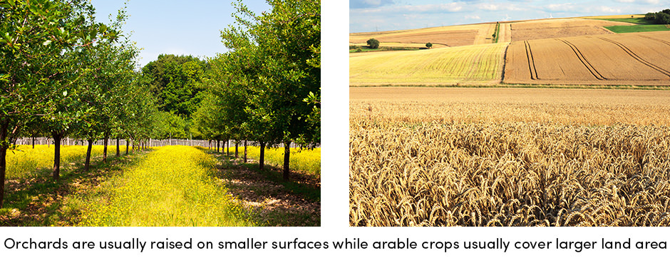 Orchards on smaller surfaces, arable on larger land area