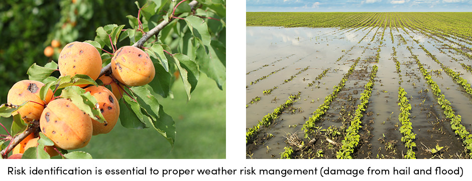 Weather Damaged Fields