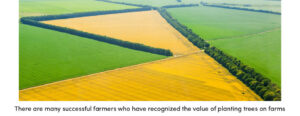 Farmers Plant Trees on the Farm