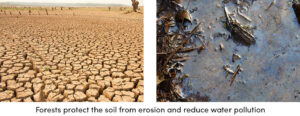 Forests Protect the Soil