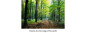 Forests are the Lungs of the Earth
