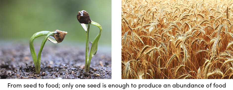 From Seed to Food