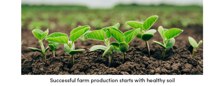 Image of plant seedlings growing from healthy soil