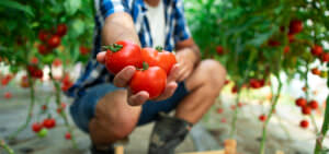 Blog Seeds Improve Crop