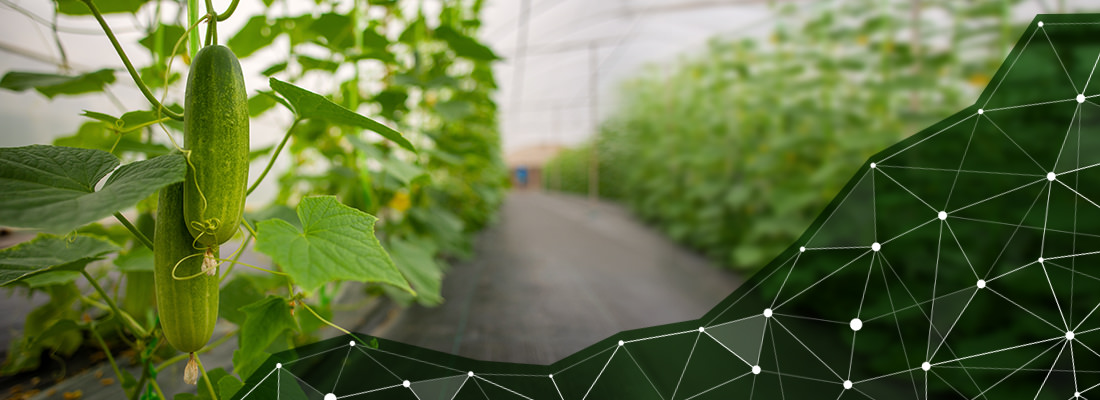 Vegitech Portfolio