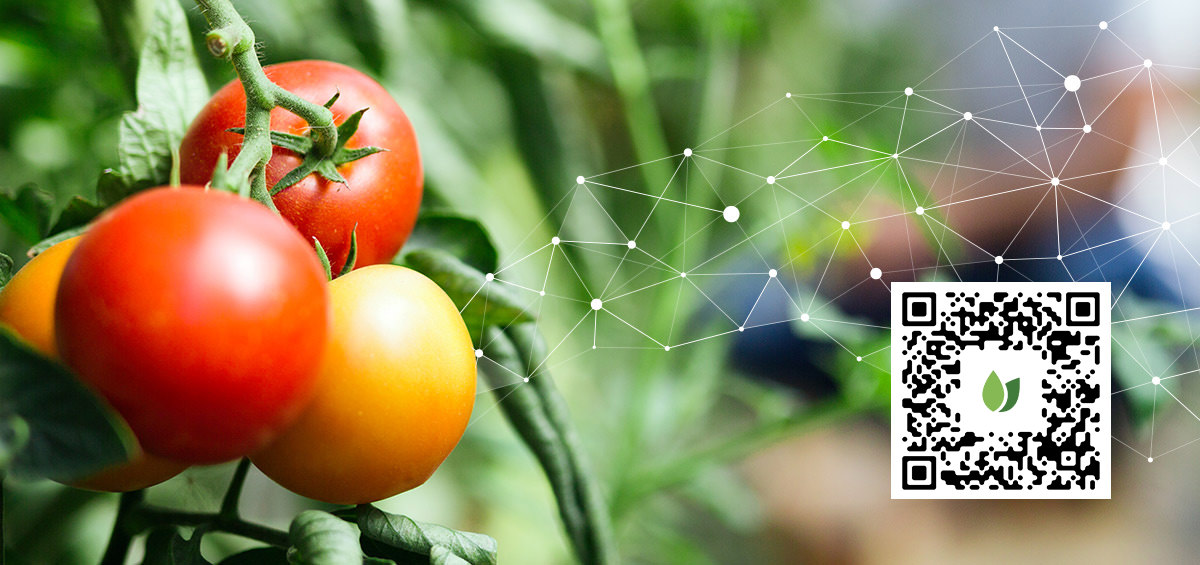 AGRIVI DIgitize Agriculture