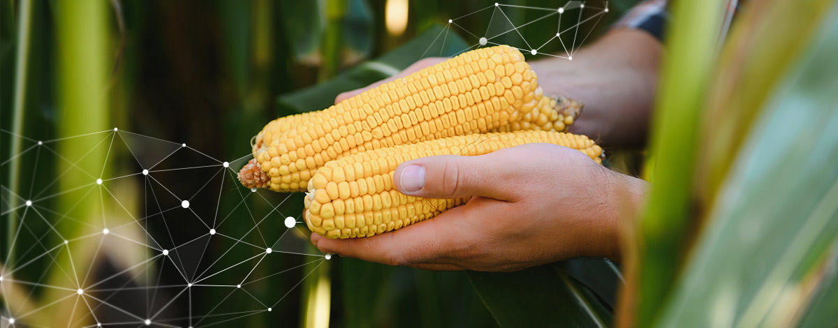farm digitalization corn