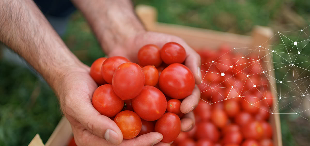AGRIVI-Blog-Efficient-Farming-COVER