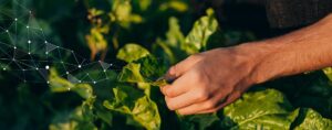 AGRIVI-Blog-Sustainable-Food-Production(2)