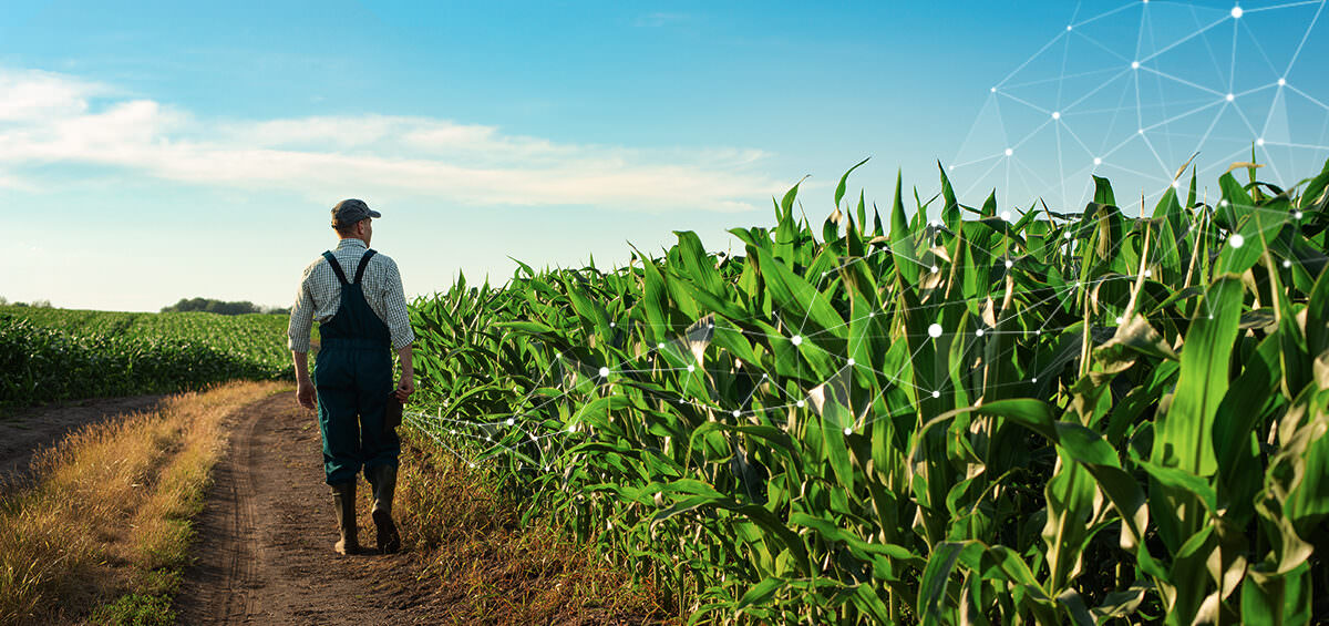 How AGRIVI Helps Farmers