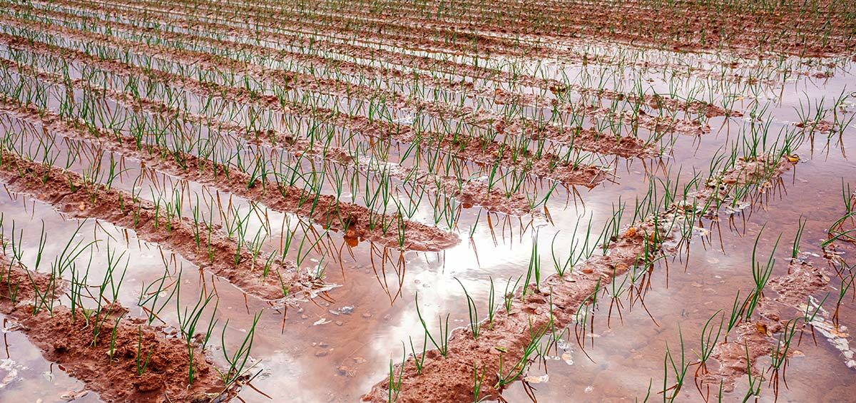 Flood irrigation of spring onion