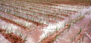 Flood irrigation of spring onion