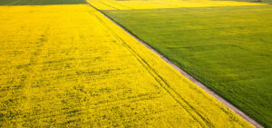 Polyculture