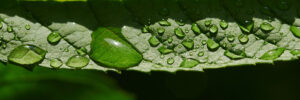 Water Sustainability Farming