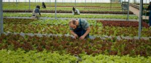 Caucasian man working in greenhouse inspecting lettuce plants checking for high quality before harvesting. diverse farm workers in hydroponic enviroment taking care of plants for optimal growth.
