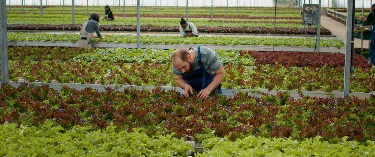 Caucasian man working in greenhouse inspecting lettuce plants checking for high quality before harvesting. diverse farm workers in hydroponic enviroment taking care of plants for optimal growth.
