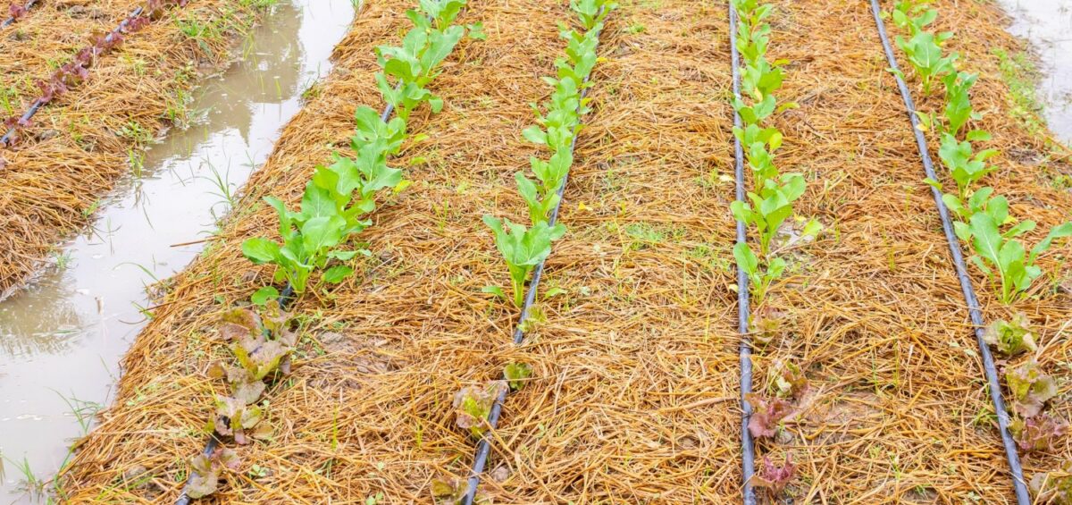 Fresh green vegetable plant in organic garden with water drip irrigation system
