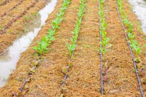 Fresh green vegetable plant in organic garden with water drip irrigation system