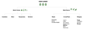 Crop loss vine graphic derived to factors of crop loss