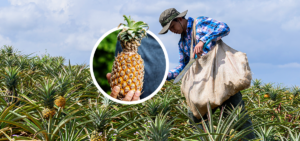 AGRIVI Work Management