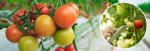 AGRIVI&ReddAgro