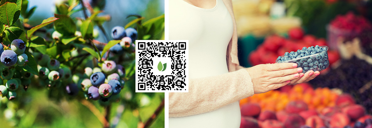 Traceability QR code blueberry 