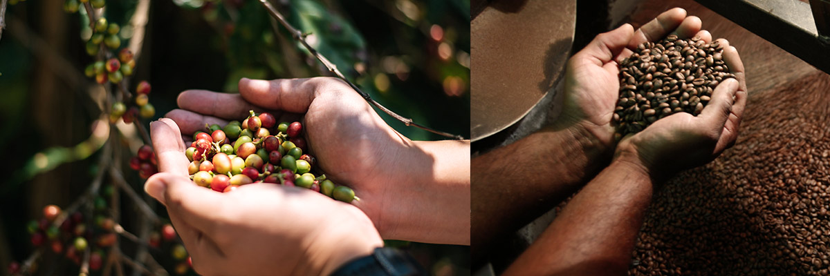 Coffee Farming