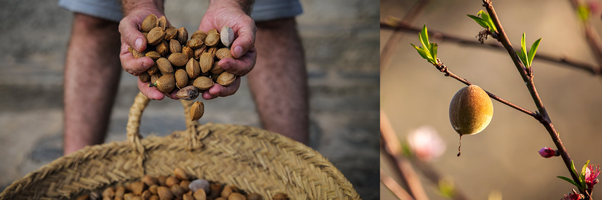 LTD Almond