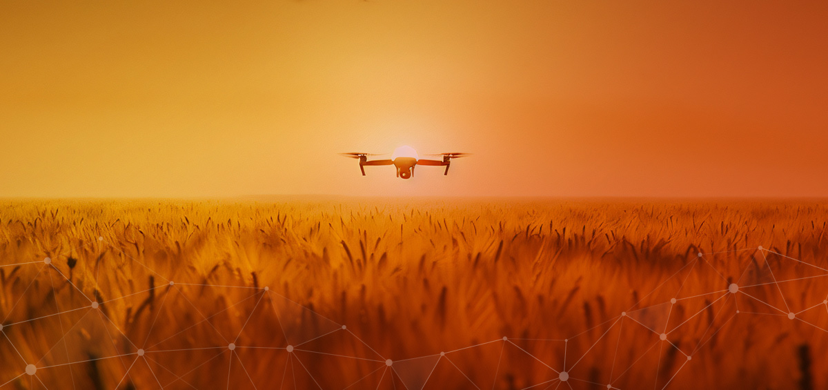 Wheat disease detection with drone imagery in the AgriDrone project