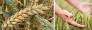 Wheat disease detection: Fusarium head blight on wheat