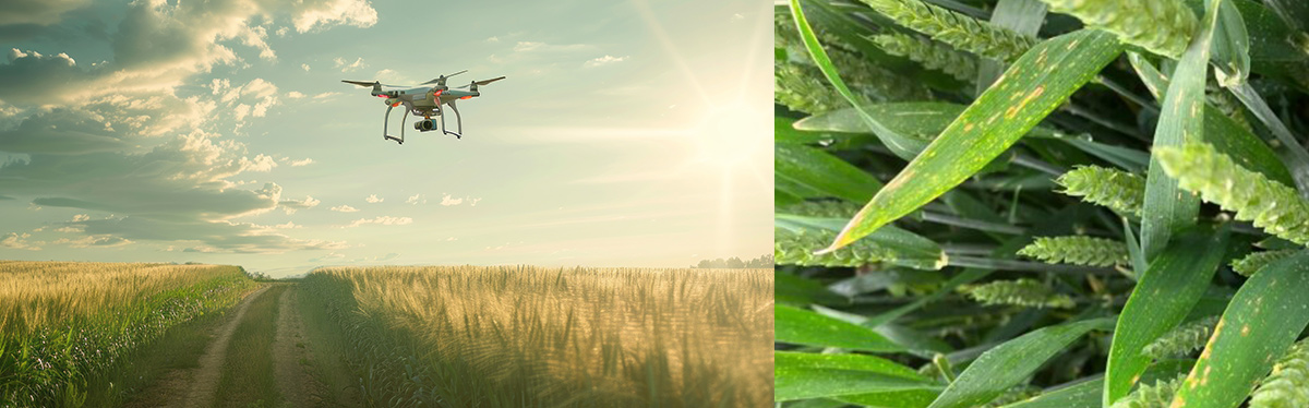 Drone flying over a wheat field next to a close-up of disease symptoms on leaves, representing field capture and agronomic validation.