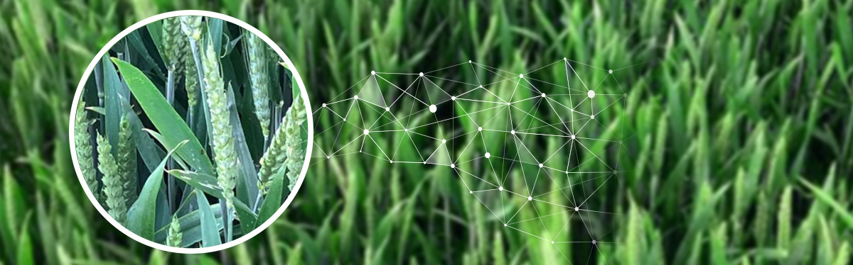 Digitalni overlay na usjevu pšenice ilustrira kako AgriDrone povezuje snimke, analitiku i agronomske modele za ciljane tretmane.