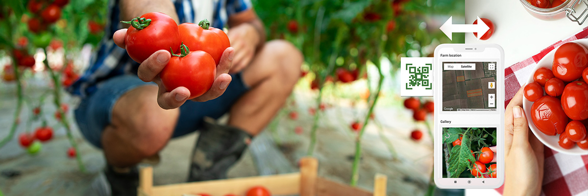 CSRD food traceability data collection at field level: a farmer's tomato harvest linked to farm coordinates and a QR-coded traceability record.