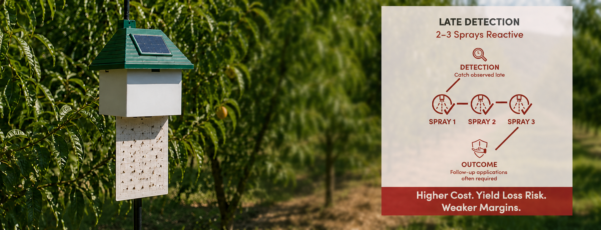 Electronic pest trap in peach orchard showing Late Detection flow: catch observed late, Spray 1, Spray 2, Spray 3, outcome of follow-up applications often required. Higher Cost, Yield Loss Risk, Weaker Margins.