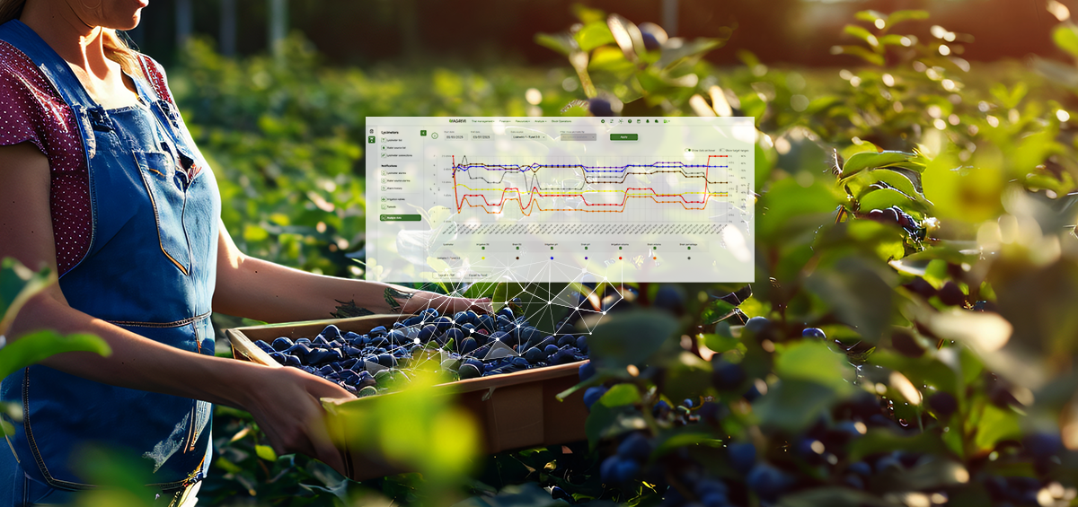 Large specialty crop farm with distinct block divisions visible from above, showing diversified crop production across berries, tree fruit, and vineyards