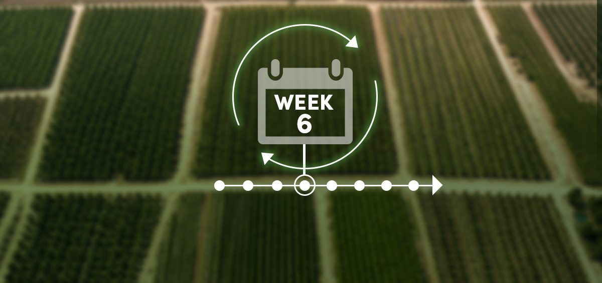 Aerial view of specialty crop blocks with a season timeline and calendar icon, marking the point in the season when mid-season input reallocation decisions are typically made.